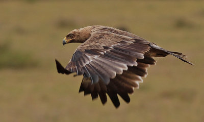 Tawny Eagle