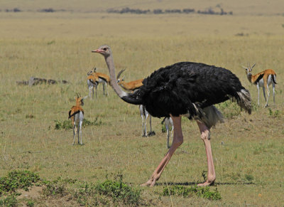 Common Ostrich