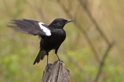  Sooty Chat 