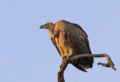 White-backed Vulture
