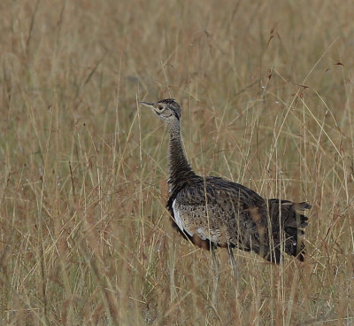  Black-bellied Bustard 