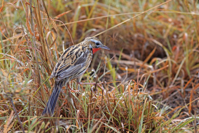 Rosy breasted Longclaw