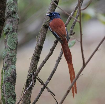 African Paradise-Flycatcher 