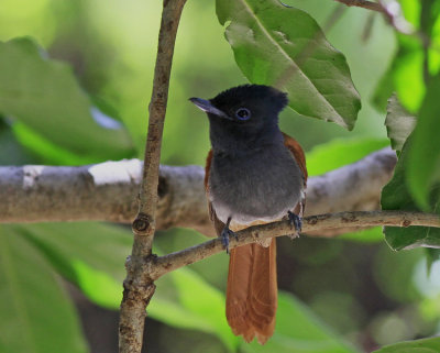  African Paradise Flycatcher 