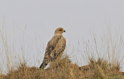 Tawny Eagle