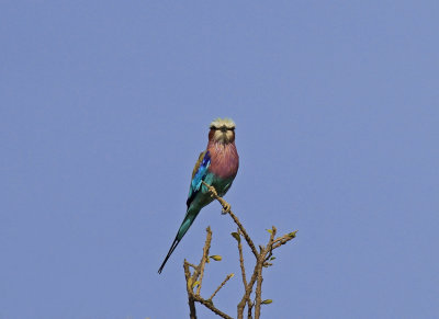 Lilac-breasted Roller