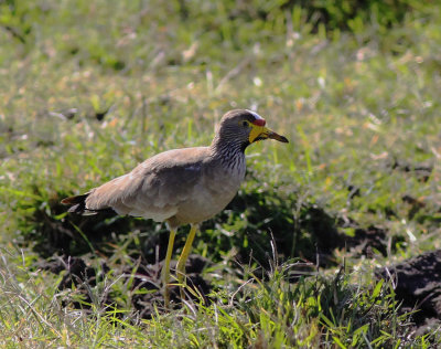 African Wattled Lapwing 