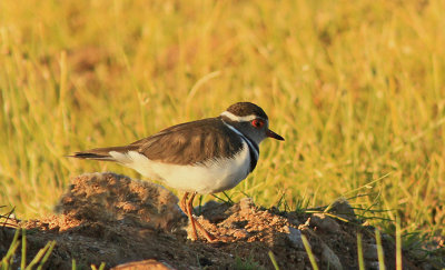 Three-banded Plover