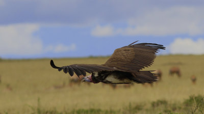 Lappet-faced Vulture 