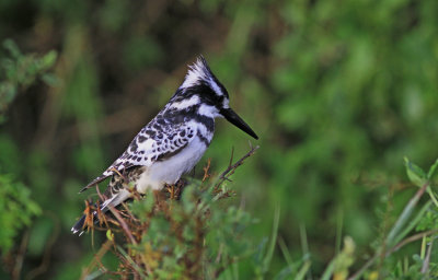 Pied Kingfisher 