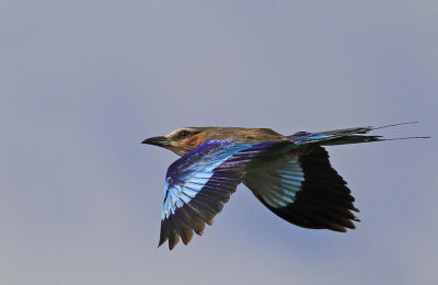  Lilac-breasted Roller 