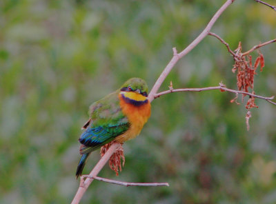 Little Bee-eater