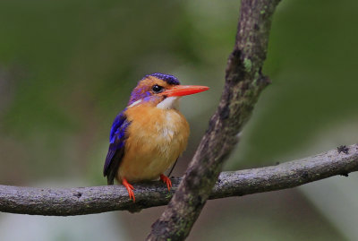 African Pygmy Kingfisher 