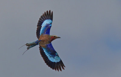  Lilac-breasted Roller 