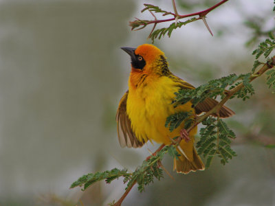 Spekes Weaver