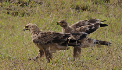 Tawny Eagle