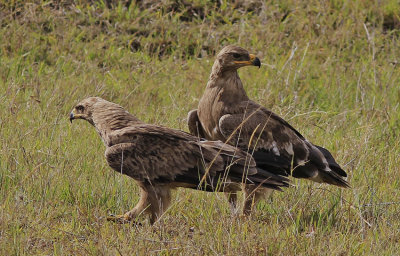 Tawny Eagle 