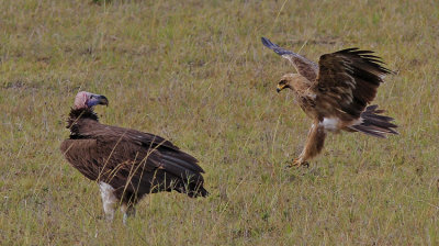 Vulture Eagle & Tawny Eagle