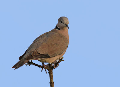  Rind-necked Dove 