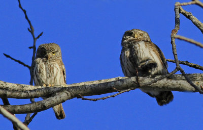 Eurasian Pygmy Owl & vole