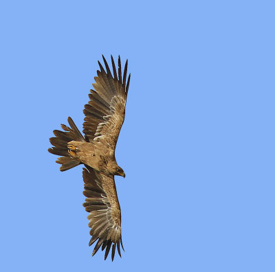 Tawny Eagle 