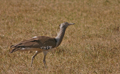 Kori Bustard Tanzania