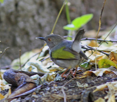 Grey-backed Camaroptera C.brevicaudata.jpg