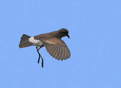 Wilsons Storm-Petrel 