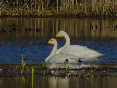 Tundra Swan & Whooper Swan (minder sångsvan)