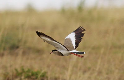 Crowned Lapwing