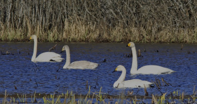 Whooper& Tundraswan