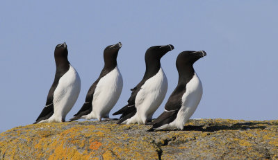 Razorbill 