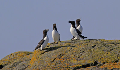 Razorbill 