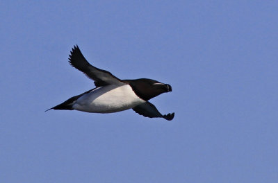 Razorbill