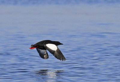 Black Guillemot