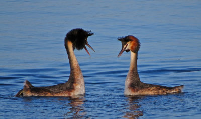 Great Crested Grebe  
