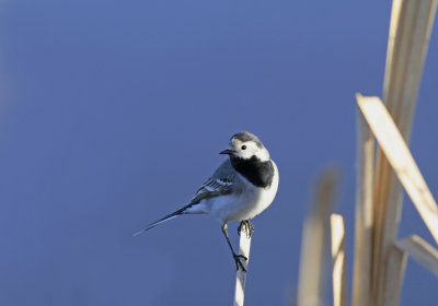 Sderla white pied wagtil 