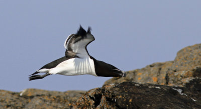 Razorbill 