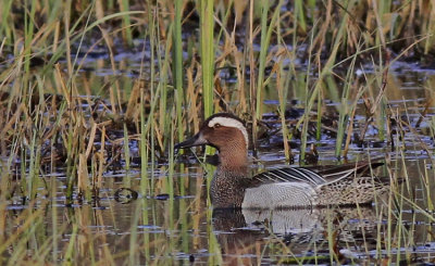 Garganey