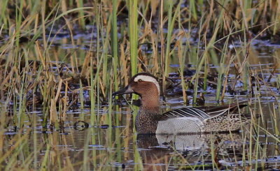 Garganey 