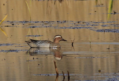 Garganey