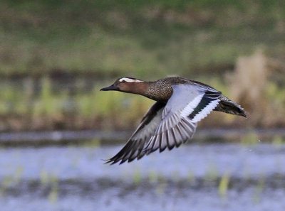 Garganey