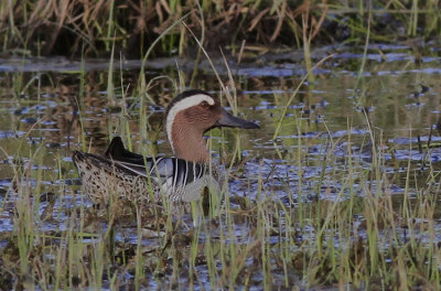 Garganey