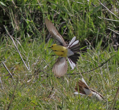 Citrine Wagtail