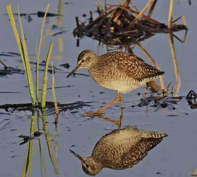 Wood Sandpiper