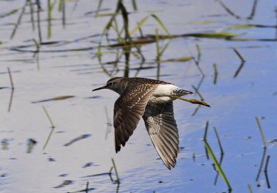 Wood Sandpiper