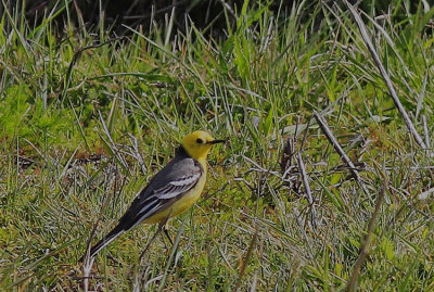 Citrine Wagtail 