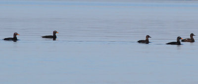 Svärta Velvet Scoter