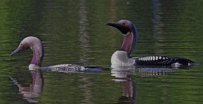 Black-throated Diver 