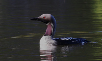 Black-throated Diver